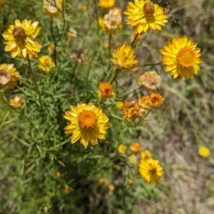 Xerochrysum viscosum at Holbrook, NSW - suppressed