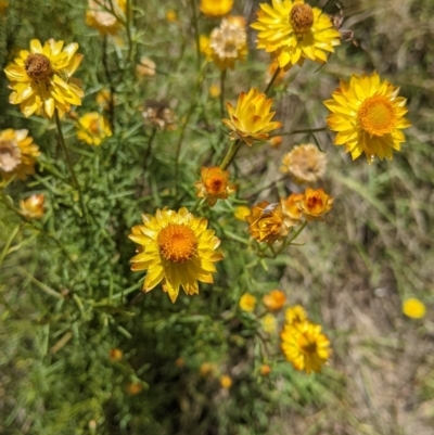 Xerochrysum viscosum (Sticky Everlasting) at Holbrook, NSW - 3 Jan 2022 by Darcy