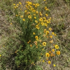 Xerochrysum viscosum at Holbrook, NSW - suppressed