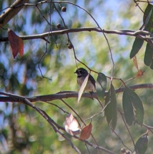 Rhipidura albiscapa at Holbrook, NSW - suppressed