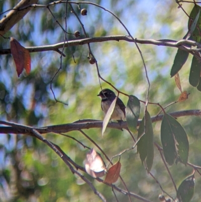 Rhipidura albiscapa (Grey Fantail) at Holbrook, NSW - 3 Jan 2022 by Darcy