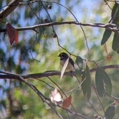 Rhipidura albiscapa (Grey Fantail) at Holbrook, NSW - 2 Jan 2022 by Darcy