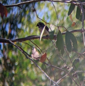 Rhipidura albiscapa at Holbrook, NSW - suppressed