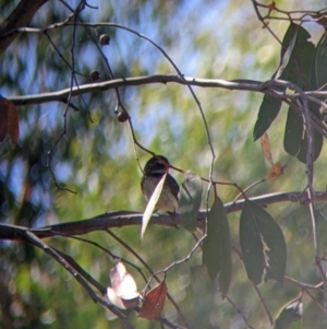 Rhipidura albiscapa at Holbrook, NSW - suppressed