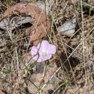 Convolvulus angustissimus subsp. angustissimus at Holbrook, NSW - suppressed