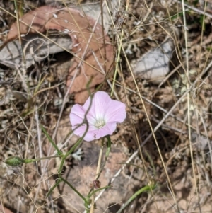 Convolvulus angustissimus subsp. angustissimus at Holbrook, NSW - 3 Jan 2022