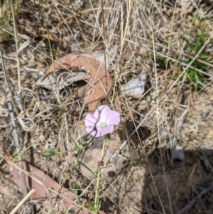 Convolvulus angustissimus subsp. angustissimus at Holbrook, NSW - 3 Jan 2022