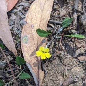 Goodenia hederacea subsp. hederacea at Holbrook, NSW - suppressed