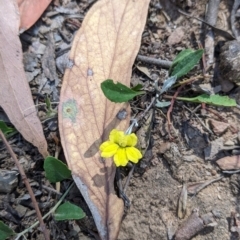 Goodenia hederacea subsp. hederacea (Ivy Goodenia, Forest Goodenia) at Holbrook, NSW - 3 Jan 2022 by Darcy