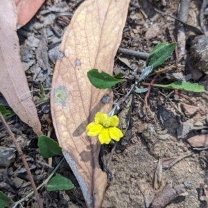 Goodenia hederacea subsp. hederacea at Holbrook, NSW - 3 Jan 2022