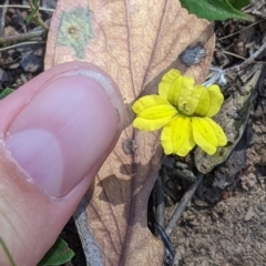 Goodenia hederacea subsp. hederacea at Holbrook, NSW - suppressed