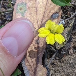 Goodenia hederacea subsp. hederacea at suppressed - 3 Jan 2022