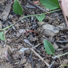 Goodenia hederacea subsp. hederacea at Holbrook, NSW - 3 Jan 2022