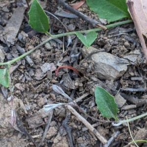 Goodenia hederacea subsp. hederacea at Holbrook, NSW - suppressed