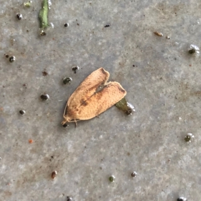 Epiphyas postvittana (Light Brown Apple Moth) at Reid, ACT - 2 Jan 2022 by AndyRussell