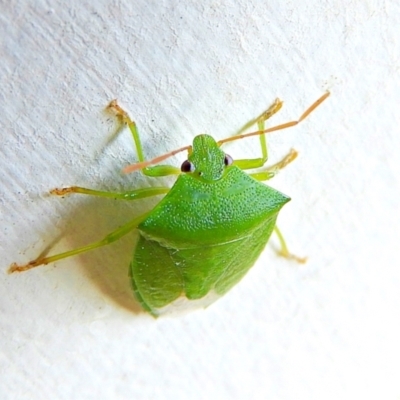 Cuspicona simplex (Green potato bug) at Crooked Corner, NSW - 3 Jan 2022 by Milly