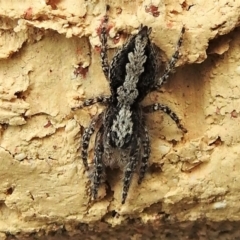 Clynotis severus (Stern Jumping Spider) at Wanniassa, ACT - 3 Jan 2022 by JohnBundock