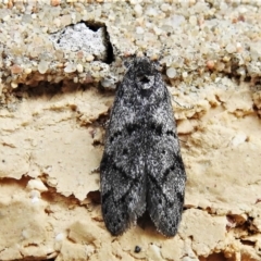 Oecophoridae (family) (Unidentified Oecophorid concealer moth) at Wanniassa, ACT - 3 Jan 2022 by JohnBundock