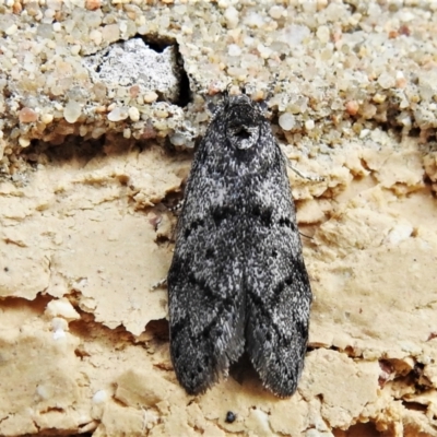 Oecophoridae (family) (Unidentified Oecophorid concealer moth) at Wanniassa, ACT - 3 Jan 2022 by JohnBundock
