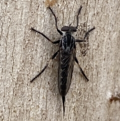 Cerdistus sp. (genus) (Slender Robber Fly) at Jerrabomberra, NSW - 3 Jan 2022 by Steve_Bok