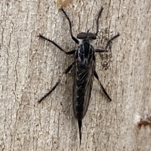 Cerdistus sp. (genus) at Jerrabomberra, NSW - 3 Jan 2022 07:11 PM