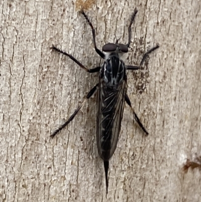 Cerdistus sp. (genus) (Yellow Slender Robber Fly) at QPRC LGA - 3 Jan 2022 by Steve_Bok