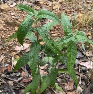 Olearia lirata at Jerrabomberra, NSW - 3 Jan 2022