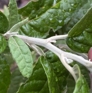 Olearia lirata at Jerrabomberra, NSW - 3 Jan 2022