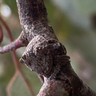 Dolophones sp. (genus) (Wrap-around spider) at Jerrabomberra, NSW - 3 Jan 2022 by SteveBorkowskis