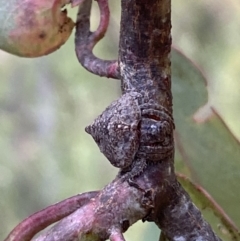 Dolophones sp. (genus) at Jerrabomberra, NSW - 3 Jan 2022