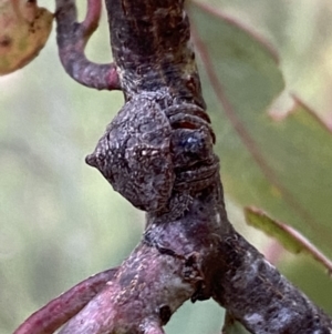 Dolophones sp. (genus) at Jerrabomberra, NSW - 3 Jan 2022