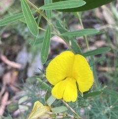 Gompholobium huegelii (pale wedge–pea) at Jerrabomberra, NSW - 3 Jan 2022 by SteveBorkowskis