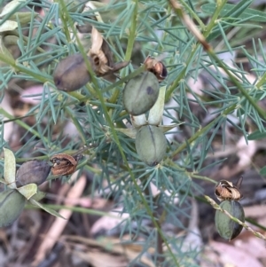 Gompholobium huegelii at Jerrabomberra, NSW - 3 Jan 2022