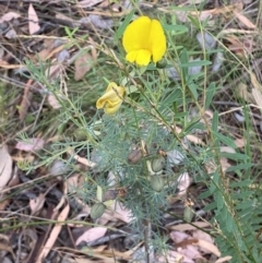 Gompholobium huegelii at Jerrabomberra, NSW - 3 Jan 2022