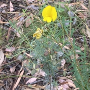 Gompholobium huegelii at Jerrabomberra, NSW - 3 Jan 2022