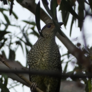 Ptilonorhynchus violaceus at Jerrabomberra, NSW - 3 Jan 2022 06:17 PM