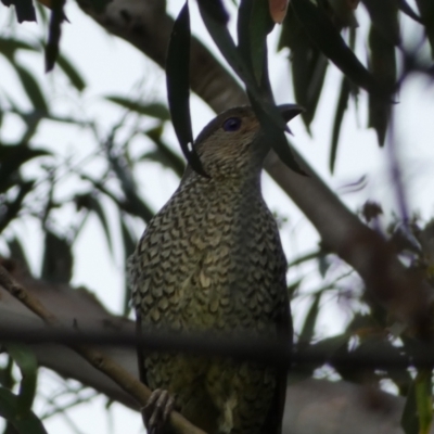 Ptilonorhynchus violaceus (Satin Bowerbird) at Jerrabomberra, NSW - 3 Jan 2022 by SteveBorkowskis