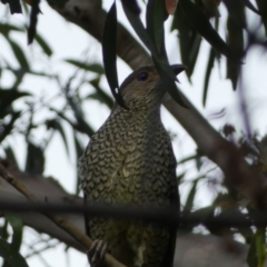 Ptilonorhynchus violaceus (Satin Bowerbird) at Jerrabomberra, NSW - 3 Jan 2022 by Steve_Bok