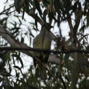 Ptilonorhynchus violaceus at Jerrabomberra, NSW - 3 Jan 2022 06:17 PM