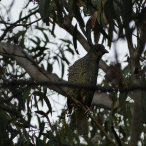 Ptilonorhynchus violaceus at Jerrabomberra, NSW - 3 Jan 2022 06:17 PM