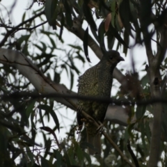 Ptilonorhynchus violaceus at Jerrabomberra, NSW - 3 Jan 2022