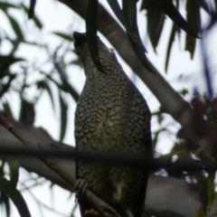 Ptilonorhynchus violaceus at Jerrabomberra, NSW - 3 Jan 2022
