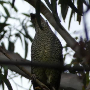 Ptilonorhynchus violaceus at Jerrabomberra, NSW - 3 Jan 2022 06:17 PM