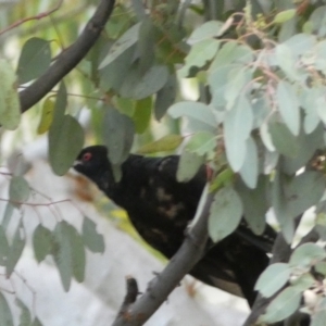 Eudynamys orientalis at Jerrabomberra, NSW - 3 Jan 2022