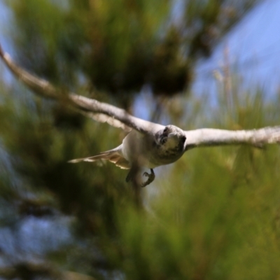 Coracina novaehollandiae (Black-faced Cuckooshrike) at Gordon, ACT - 3 Jan 2022 by RodDeb