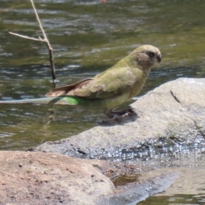 Psephotus haematonotus (Red-rumped Parrot) at Gordon, ACT - 3 Jan 2022 by RodDeb