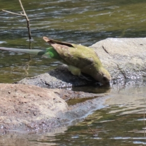 Psephotus haematonotus at Gordon, ACT - 3 Jan 2022