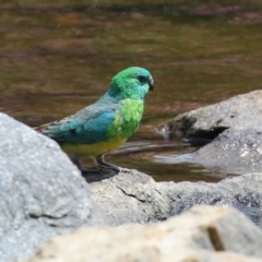 Psephotus haematonotus at Gordon, ACT - 3 Jan 2022