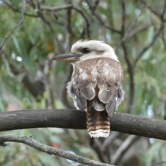 Dacelo novaeguineae (Laughing Kookaburra) at Jerrabomberra, NSW - 3 Jan 2022 by SteveBorkowskis