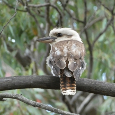 Dacelo novaeguineae (Laughing Kookaburra) at Mount Jerrabomberra - 3 Jan 2022 by Steve_Bok